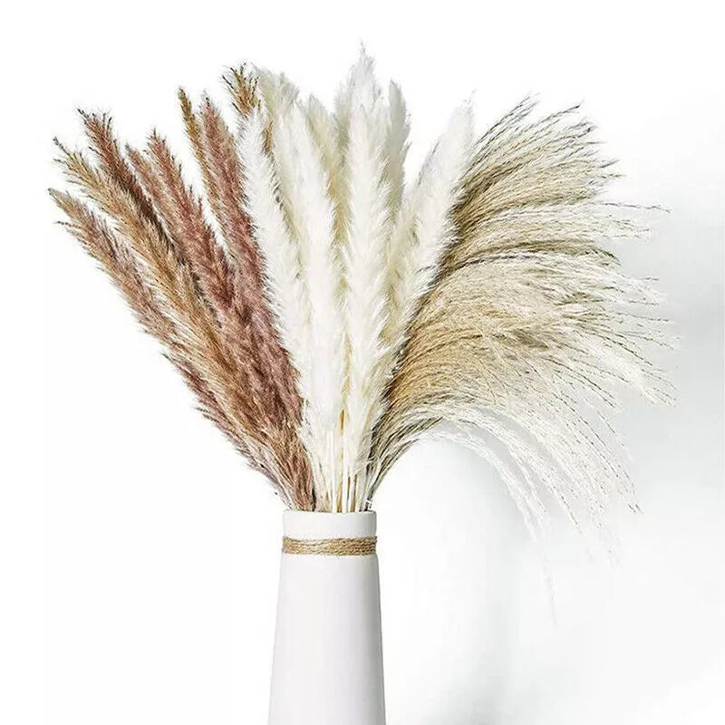 Kitcheniva Pampas Grass Natural Dried Reed Flower Bunch 60 Pcs